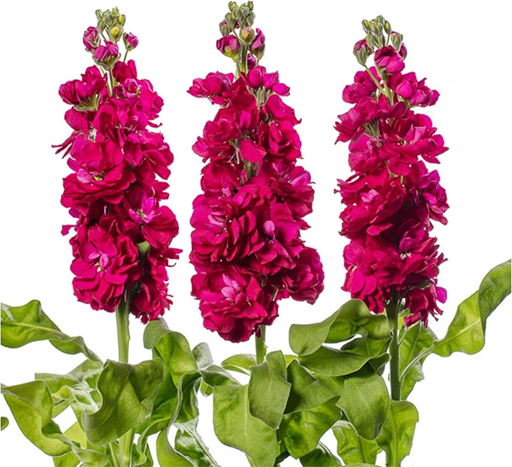 Mixed Matthiola Incana Matthiola incana Flower Seeds for Planting for Flower Bed