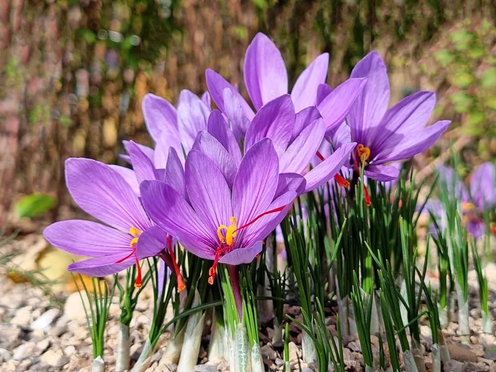 Sativus Flower Seeds Collection for Planting  Seed for Vibrant and Colorful Blooms, Ideal for Garden Beautification