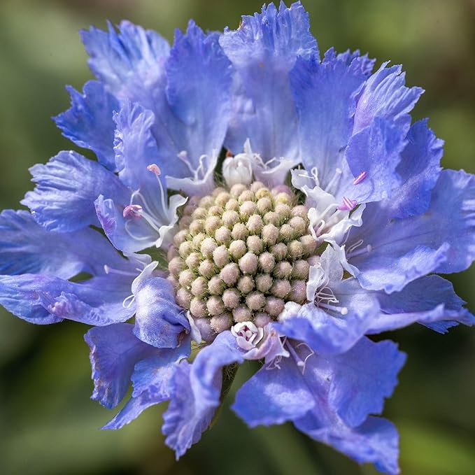 Pincushion Flower Scabiosa atropurpurea Seeds for Planting in Flower Bed & Garden