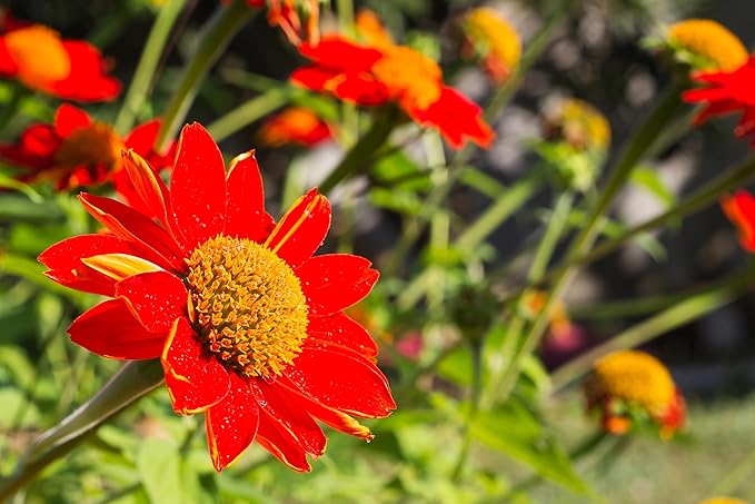 Mexican Sunflower Tithonia diversifolia Seeds for Planting in Flower Bed & Garden