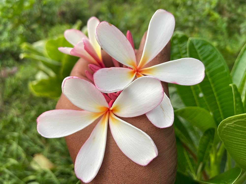 Plumeria Green Blue Flower Seeds – Fragrant, Vibrant Tropical Flowers for Your Garden
