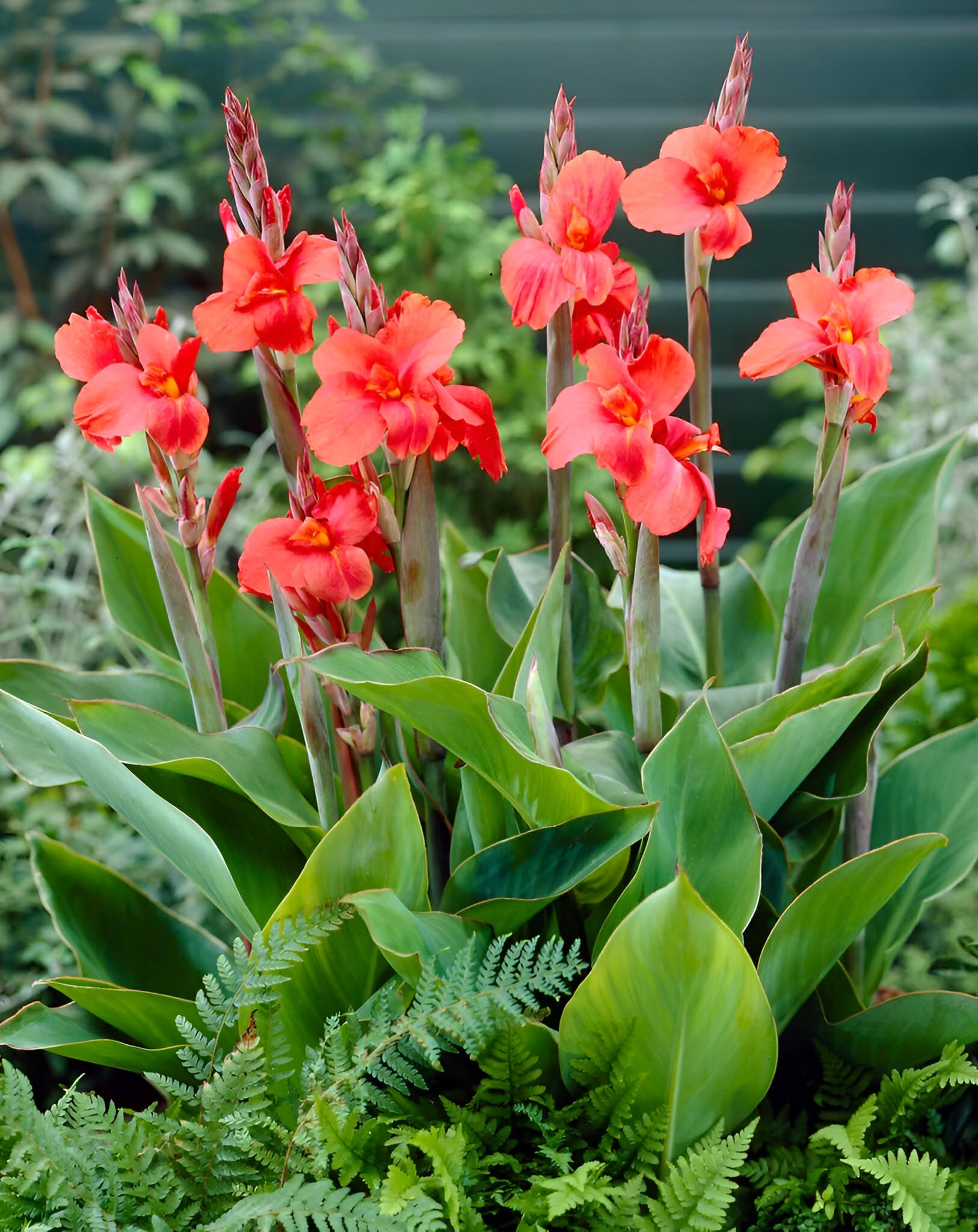 Canna Flower seeds for Planting - Fragrant Blossoms, Heirloom & GMO Free Seeds for Home Garden