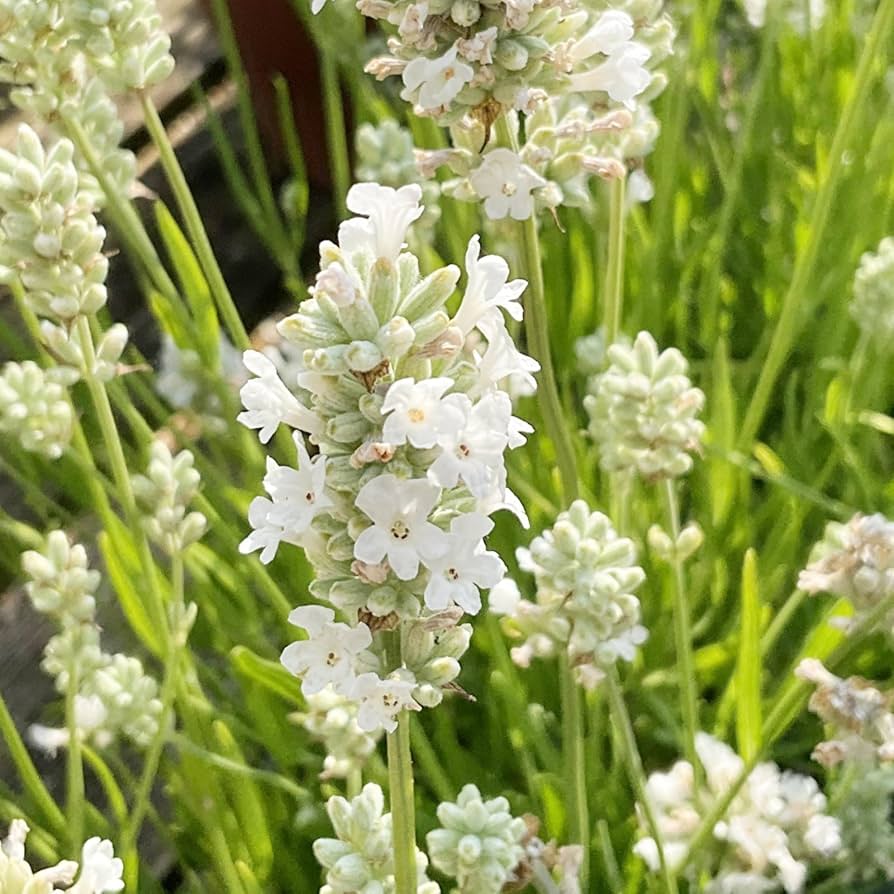 Lavender Flower seeds for Planting - Premium Quality, Heirloom & GMO Free Seeds for Home Garden