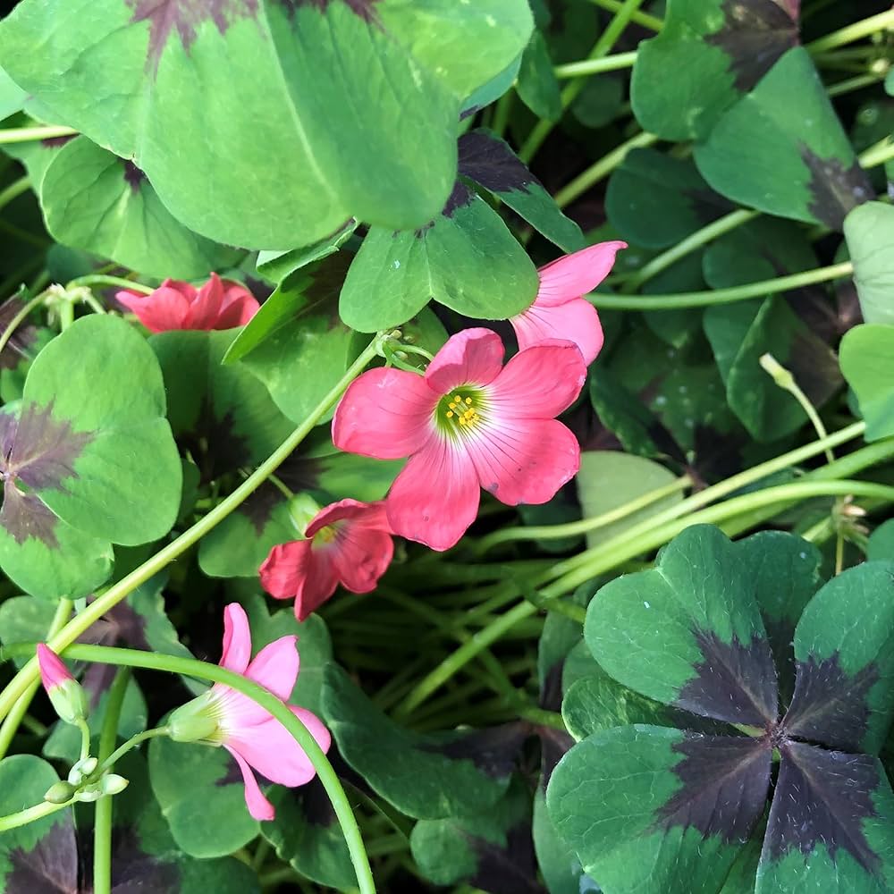 Oxalis Triangularis Mixed Flower Seeds for Planting