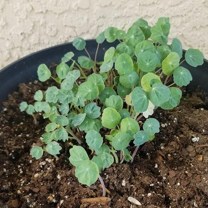 Nasturtium Tropaeolum majus Flower Seeds for Planting in Flower Bed & Garden