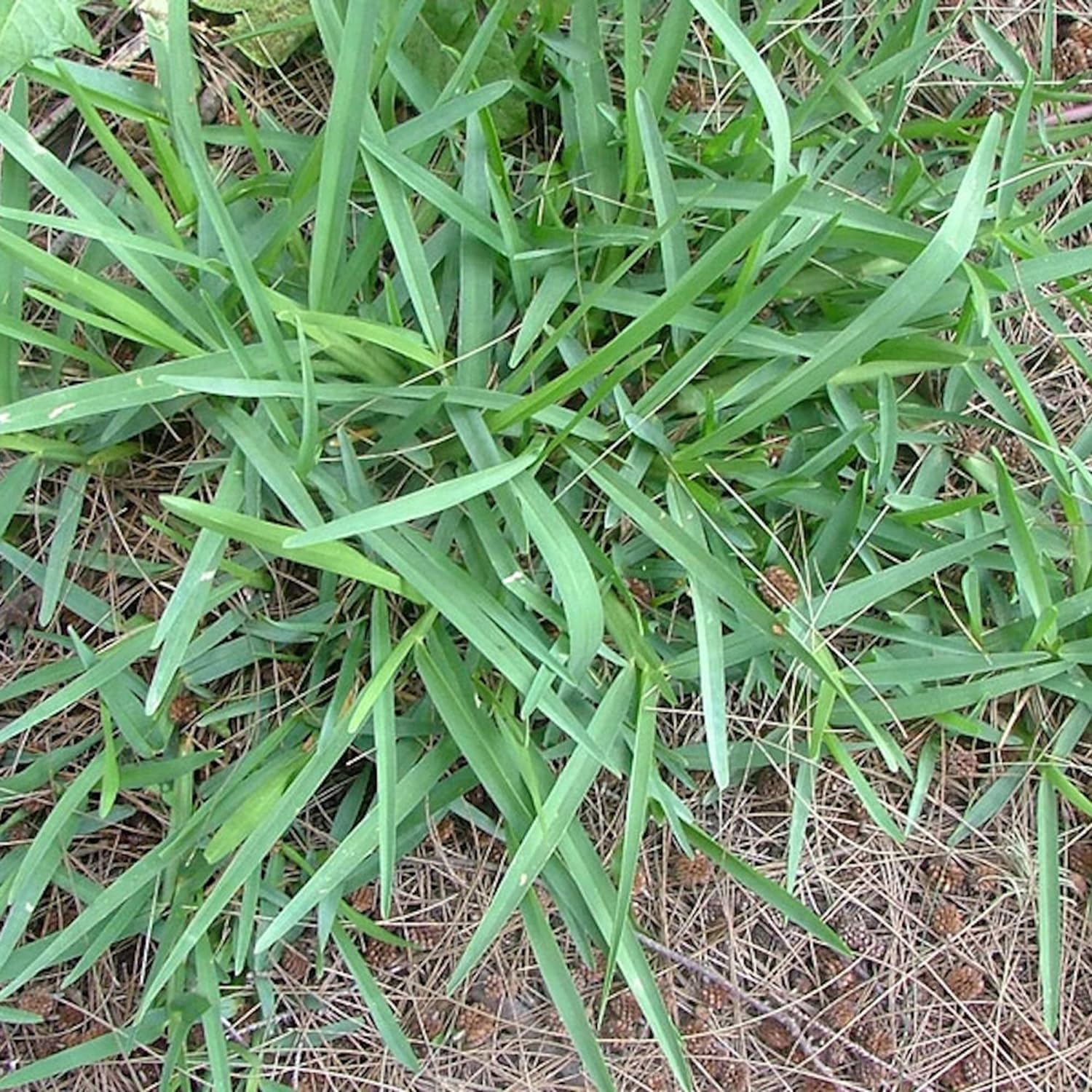 Buffalo Grass Seeds Bouteloua Dactyloides Warm-Season Perennial Low Growing Dense Fine-Textured
