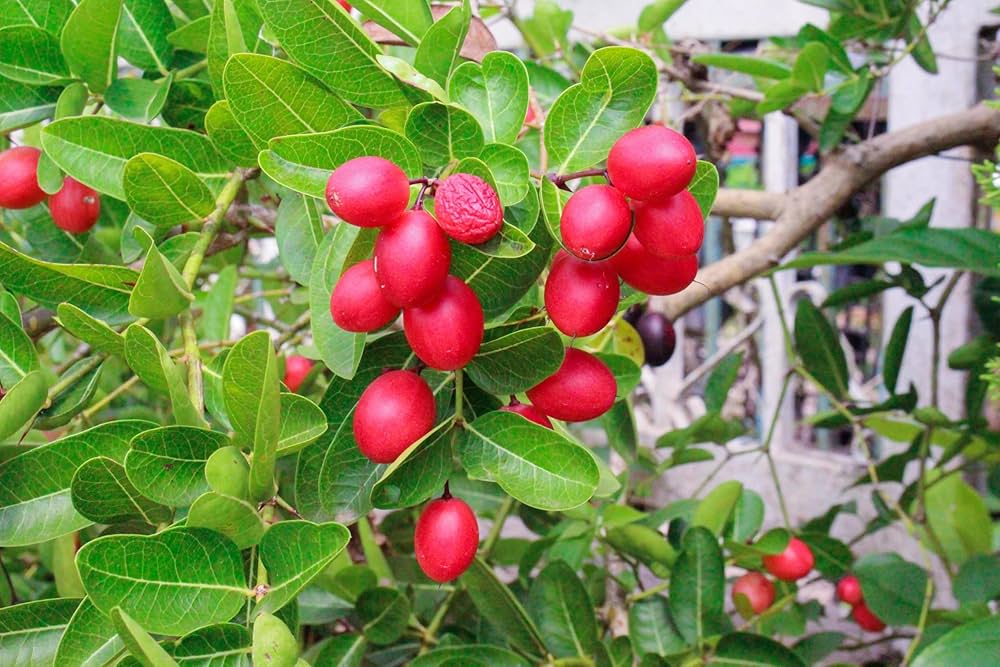 Dulcificum Fruit Seeds for Planting - Grow Miracle Fruit at Home