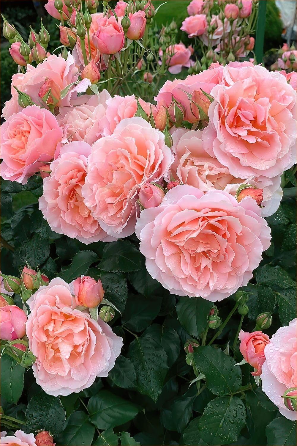 Pink Climbing Roses Flower seeds for Planting - Easy to Grow, Heirloom & GMO Free Seeds for Home Garden