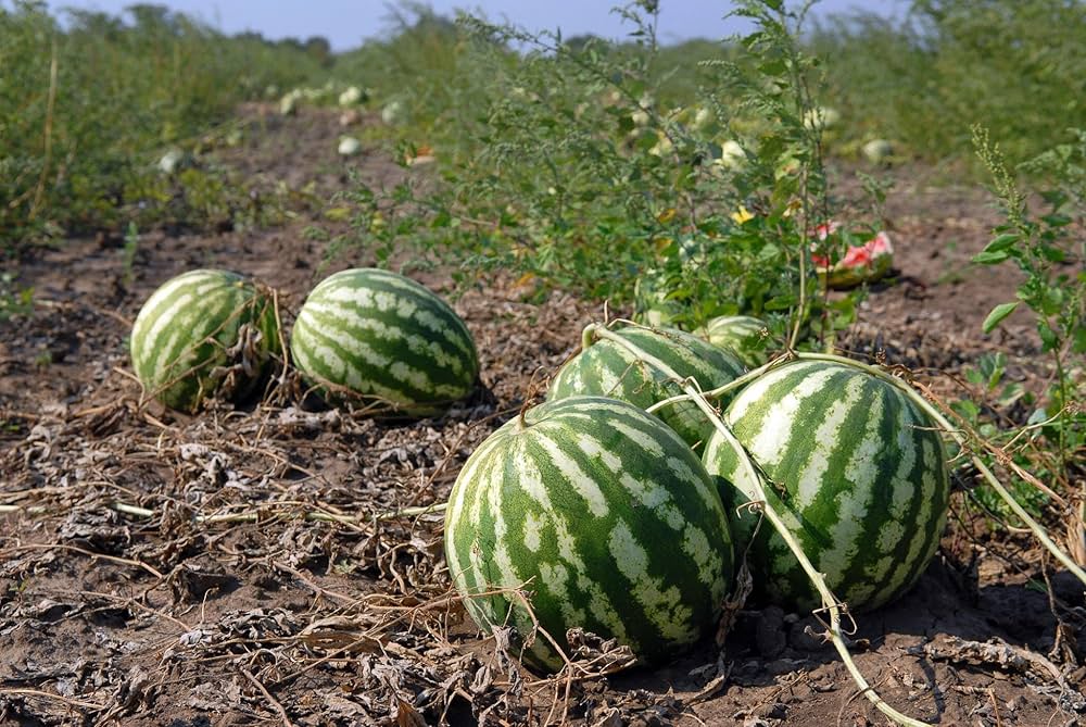 Mixed Watermelon Citrullus lanatus Seeds for Planting urban garden home garden