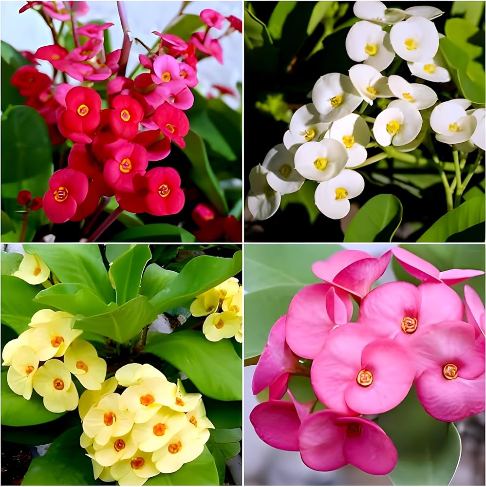 Mixed Euphorbia Milii Hybrid Flower seeds for Planting - Premium Quality, Heirloom & GMO Free Seeds for Home Garden
