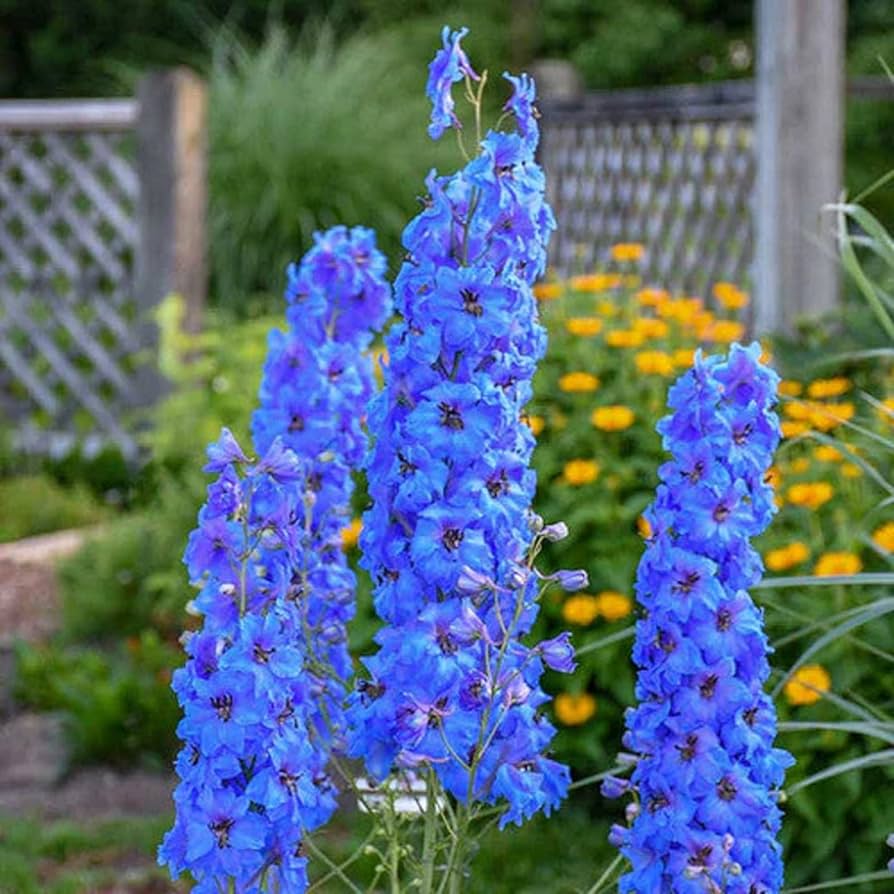 Butterfly Mix Delphinium Flower Seeds for Planting