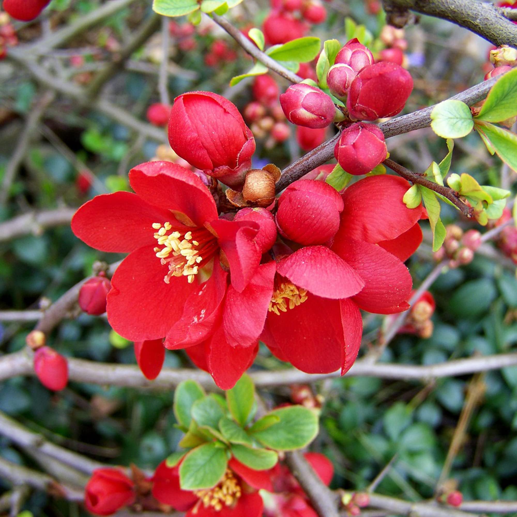 Japanese Quince Chaenomeles japonica Seeds for Planting - Great for Home Garden & Flower Bed