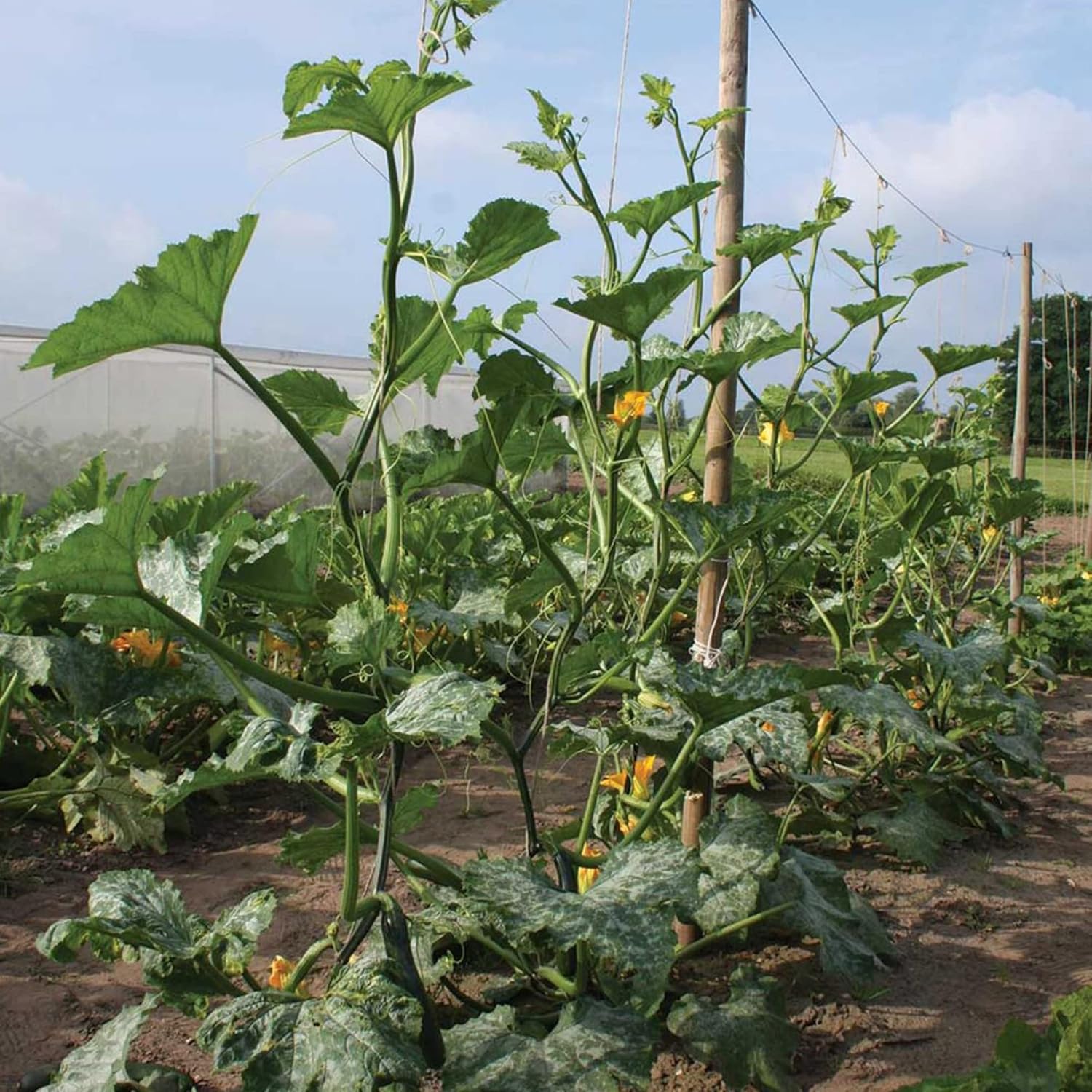Climbing Zucchini Seeds Courgette Long Cylindrical Fruit Used In Soups Stews And Pasta Dishes
