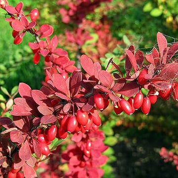 Red Pyracantha Fortuneana Flower seeds for Planting - Colorful Display, Heirloom & GMO Free Seeds for Home Garden
 
 Sale seeds for home garden