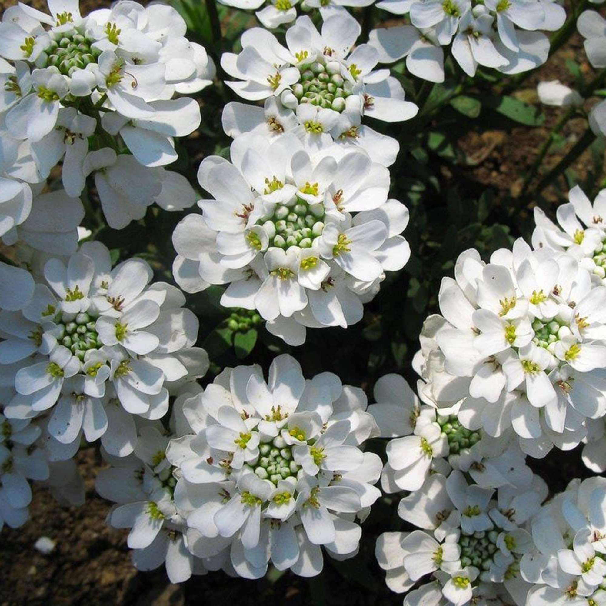 Sempervirens Evergreen Flower Seeds for Planting