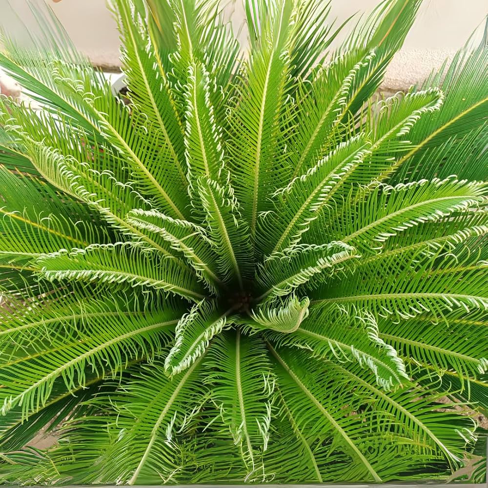 Cycas Plant Seeds for Easy Planting