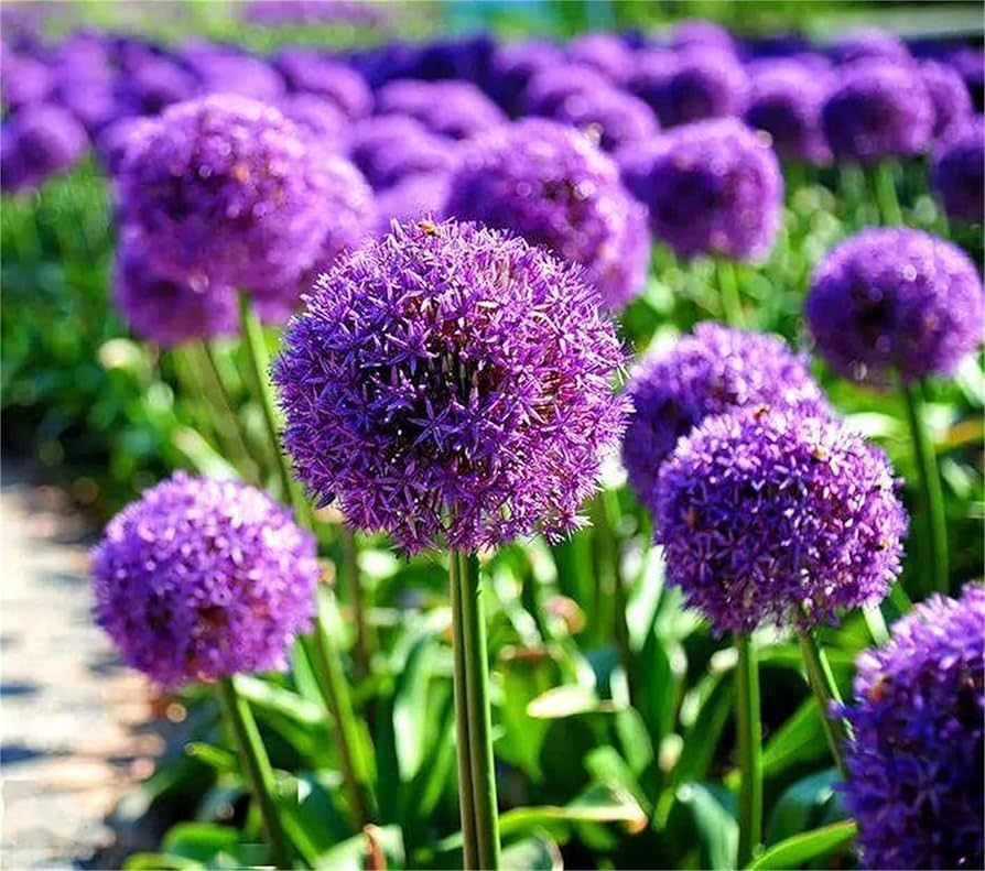Giant Allium Seeds Allium giganteum for Planting in Ornamental Garden and Flower Bed