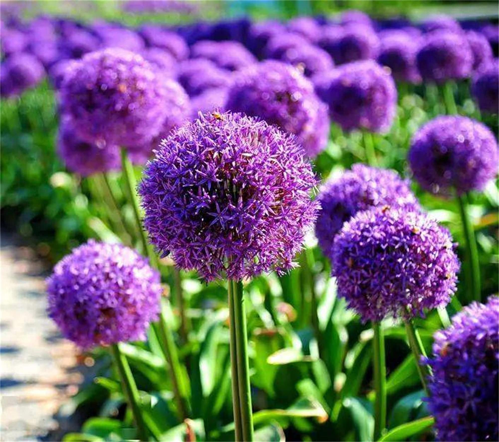 Purple Giant Allium Giganteum Rare Flower Seeds