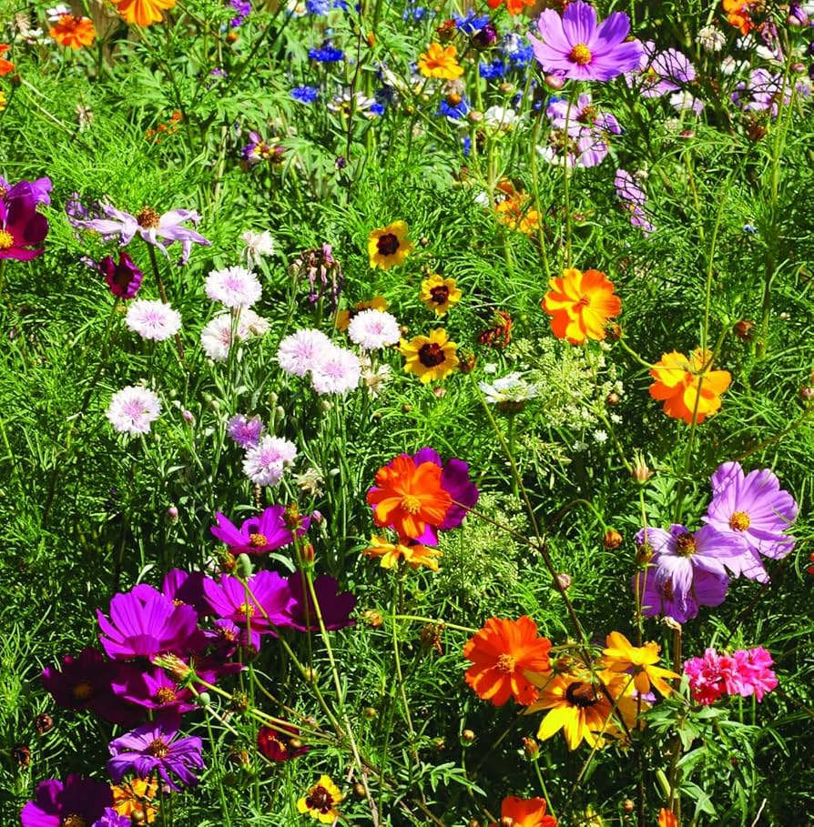 Seeker Mixed Annual Flower Seeds