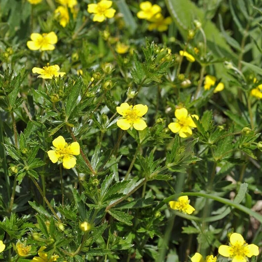 Tormentil Potentilla erecta Flower Seeds for Planting in Wildflower Garden and Meadow