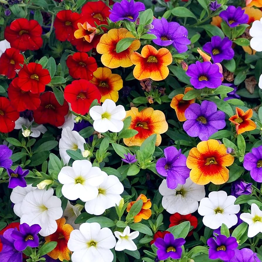 Calibrachoa Flower Seeds for Planting Calibrachoa Parviflora hanging basket flower bed