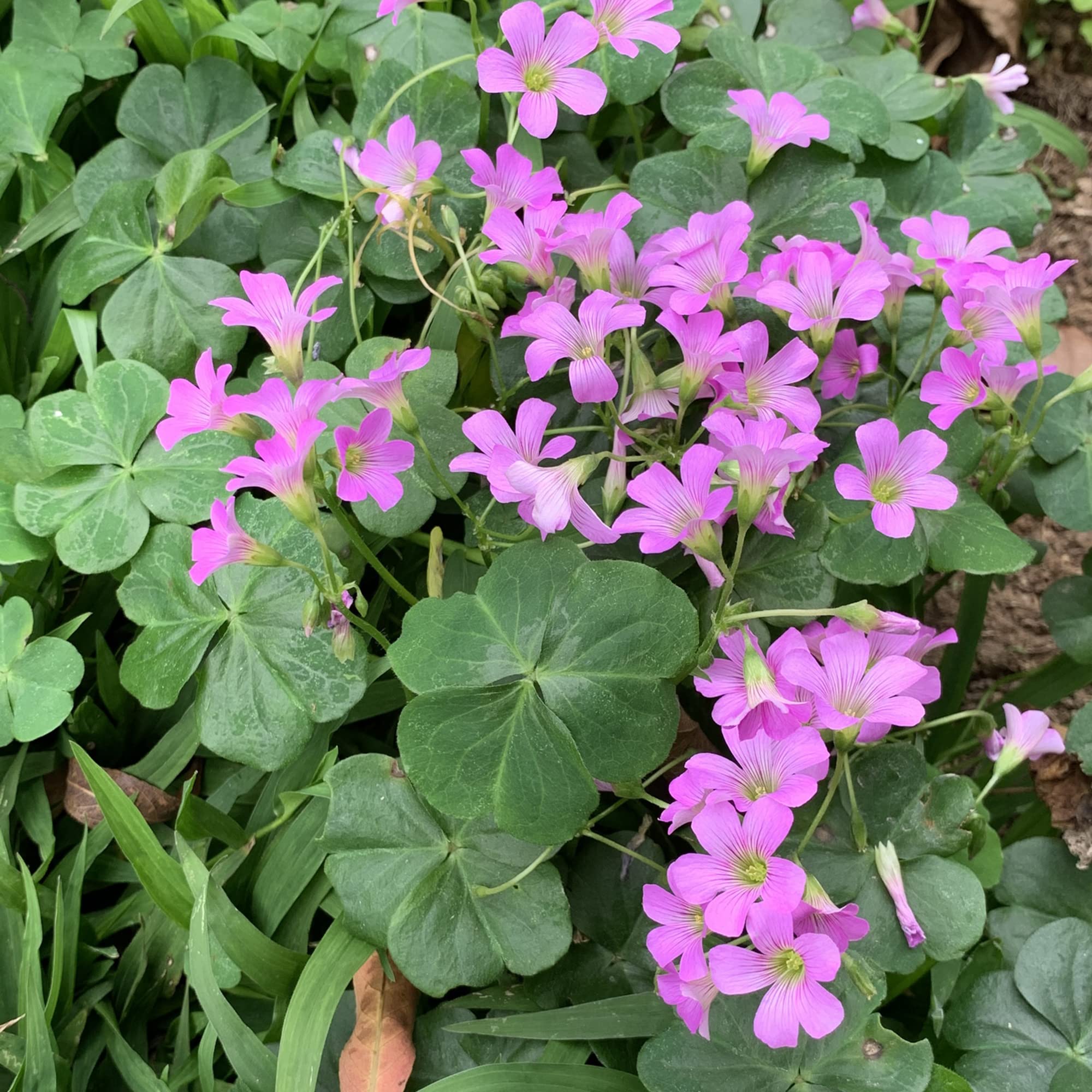 Oxalis Oxalis spp. Flower Seeds for Planting