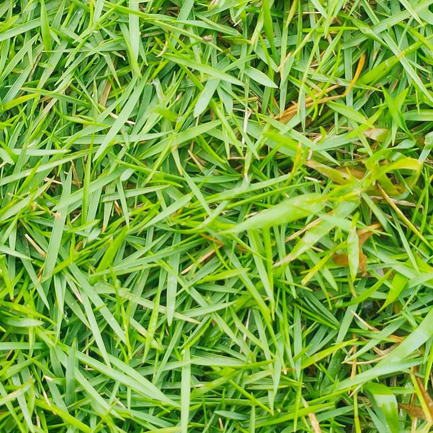 Zoysia Grass Warm-Season Dense Carpet-Like Growth Fine Texture And Overall Durability For Lawns
