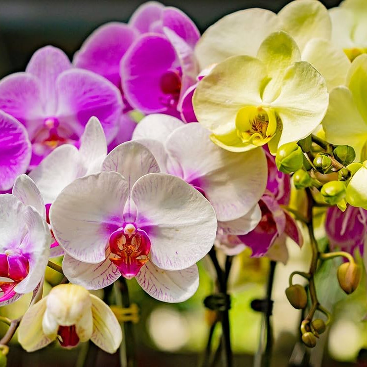 Phalaenopsis Mix Flower Seeds for Planting  Beautiful Orchid Variety