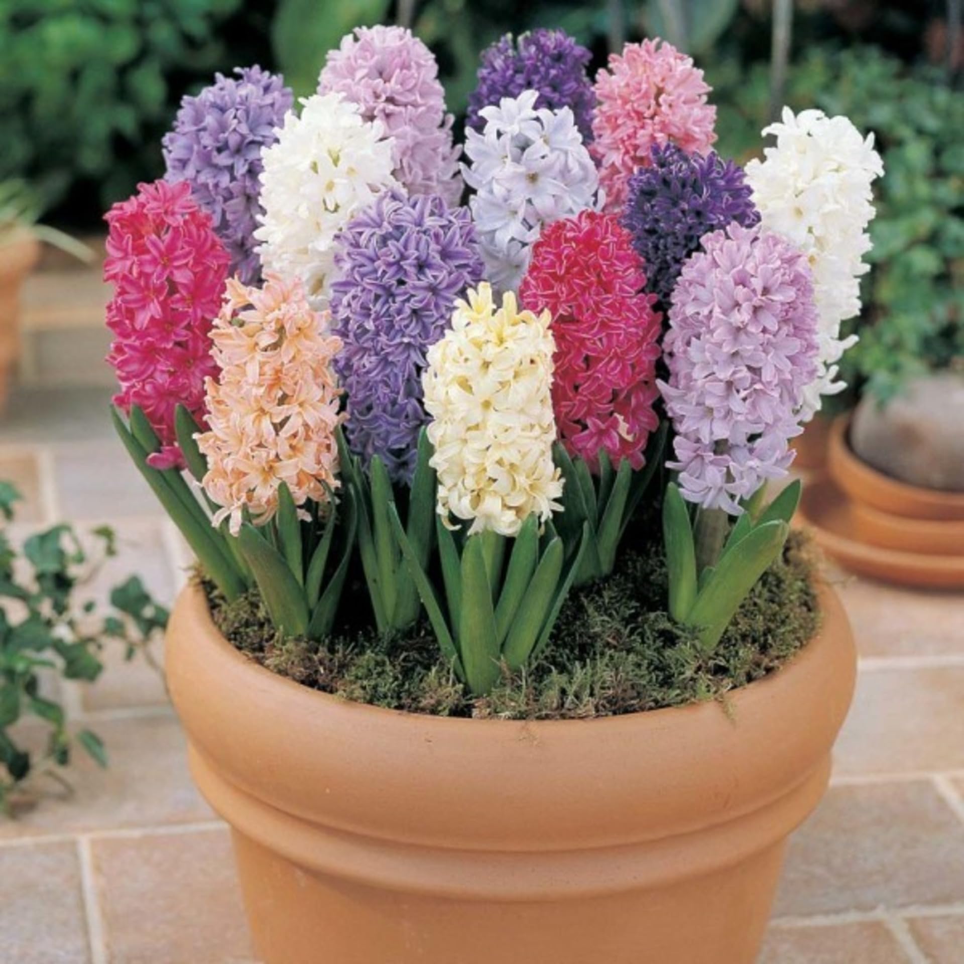 Hyacinth Hyacinthus spp. Seeds for Planting in Flower Bed