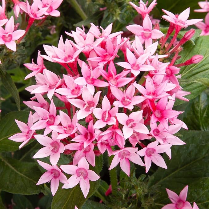 Mixed Pentas Pentas lanceolata Seeds for Planting in Flower Bed & Garden
