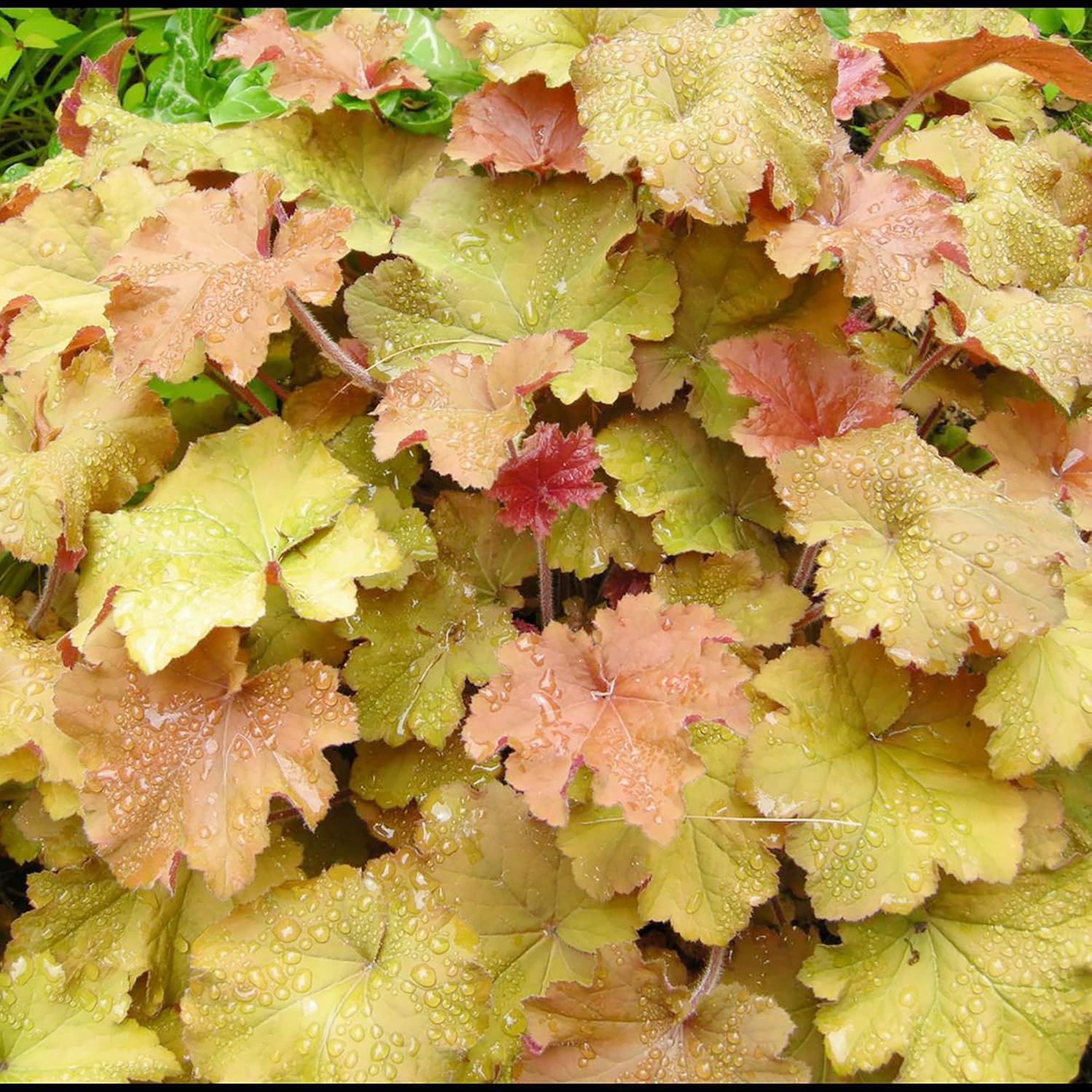 Coral Bells Seeds Alumroot Rock Geranium Heuchera Perennial Cut Flowers Showy Evergreen Deer & Salt