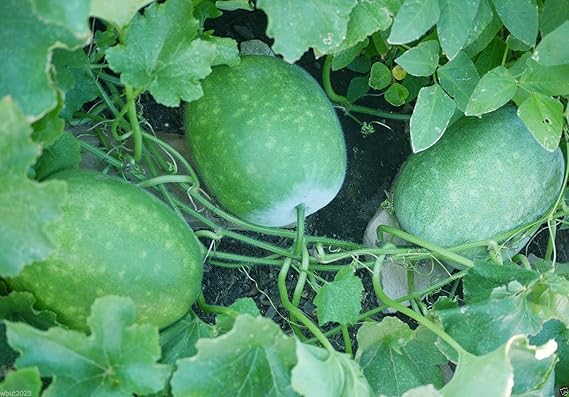 Winter Melon Vegetable Benincasa hispida Seeds for Planting in Vegetable Patch