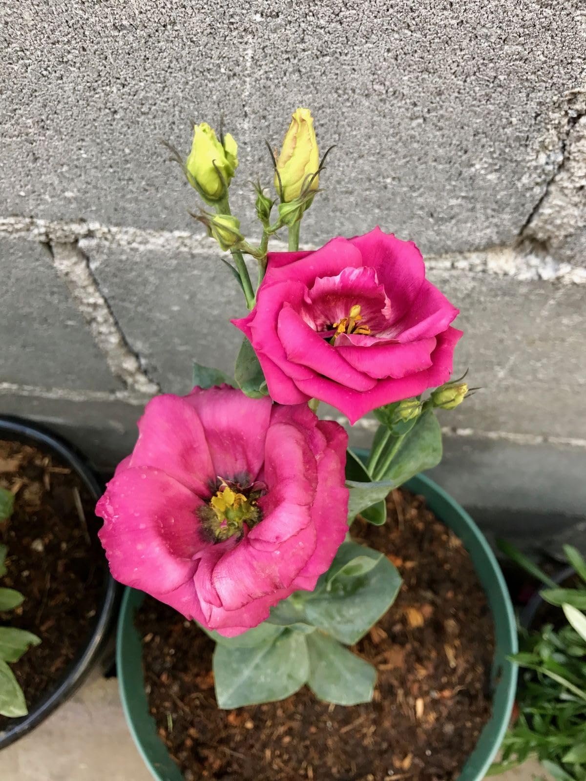 Lisianthus Red Flower seeds for Planting - Wildflower Mix, Heirloom & GMO Free Seeds for Home Garden