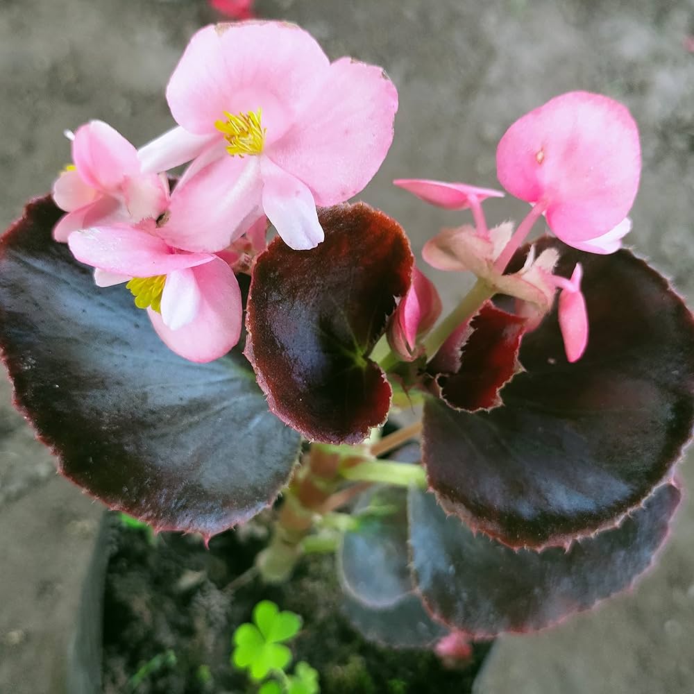 Begonia Hardy Grandis Perennial Seeds for Planting  grandis for flower beds and shady gardens