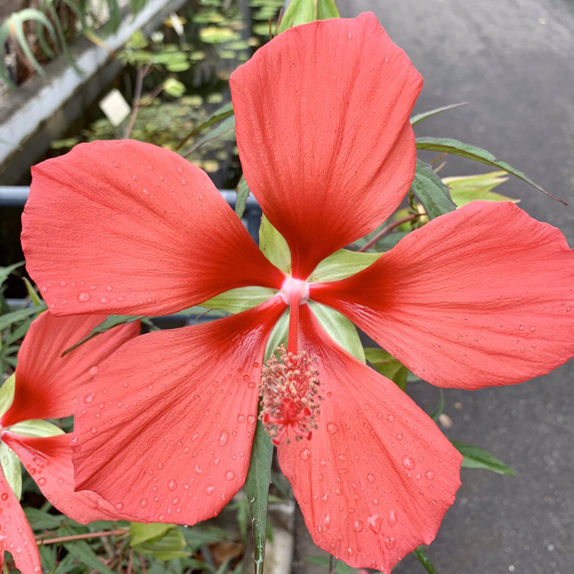 Red Giant Texas Star Hibiscus Seeds for Planting home garden flower bed