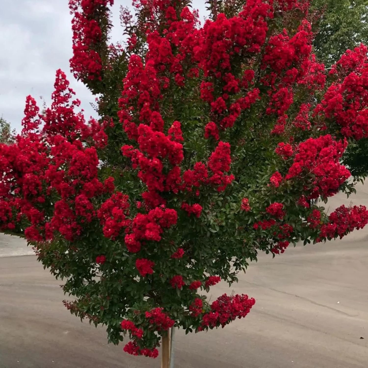 Red Crepe Myrtle Seeds Lagerstroemia Indica Deciduous Flowering Tree Or Shrub Low Maintenance Hedge