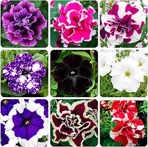 Mixed Petunia Violacea Flower Petunia violacea Seeds for Planting in Flower Bed & Garden