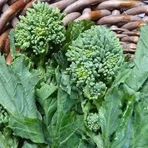 Broccoli Raab Seeds for Healthy Green Vegetables