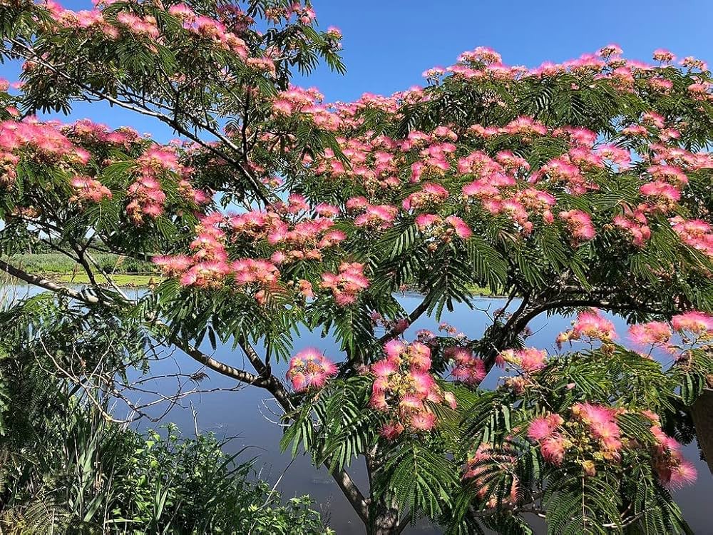 Albizia Flower Seeds (Mimosa Silk Tree) for Elegant, Tropical Flowers