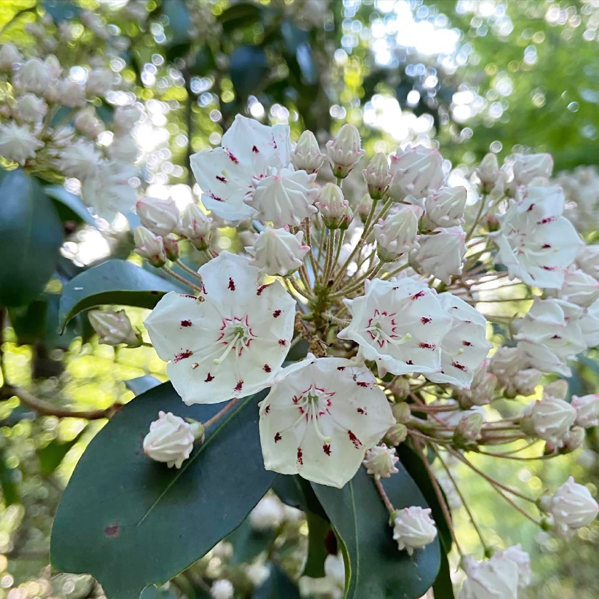 Kalmia Latifolia Mountain Laurel Flower Seeds for Planting in Woodland Garden and Shade Areas