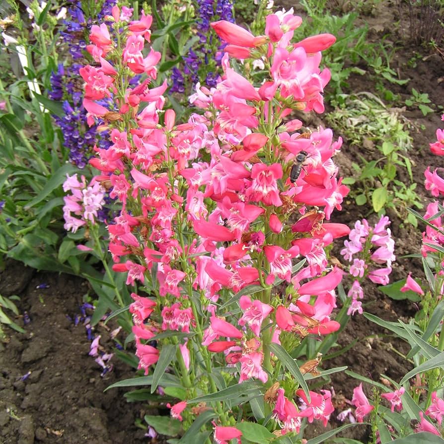 Penstemon Beard Tongue Mixed Flower Seeds
