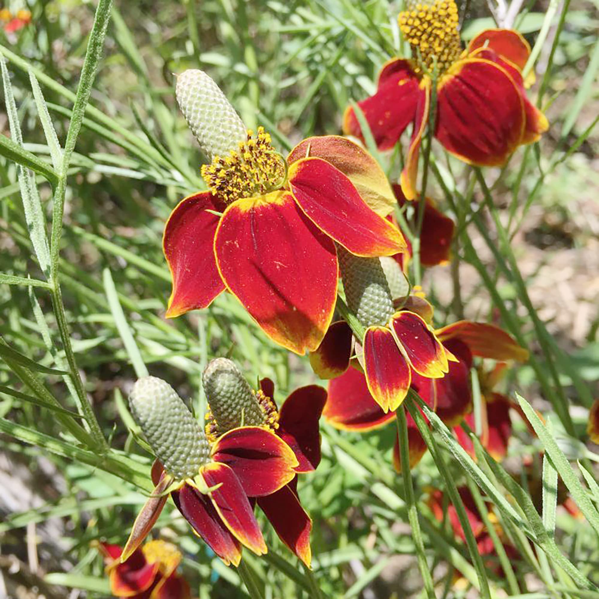 Mexican Hat Coneflower Seeds for Planting Ratibida columnifera for wildflower gardens and meadows