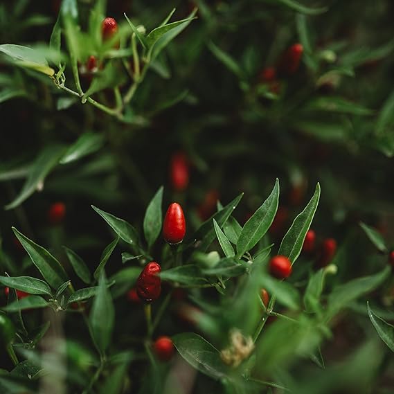 Pepper Capsicum spp. Seeds for Planting in Vegetable Patch & Garden