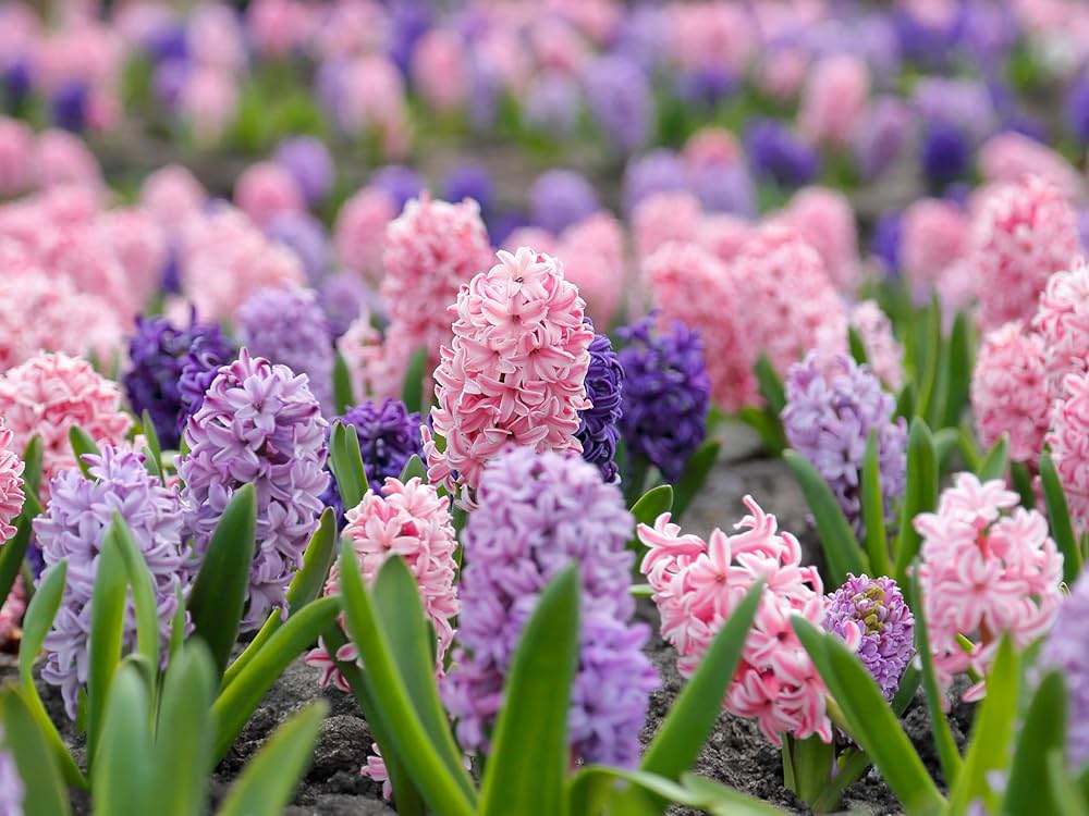 Mixed Hyacinth Flower seeds for Planting - Bright Blooms, Heirloom & GMO Free Seeds for Home Garden