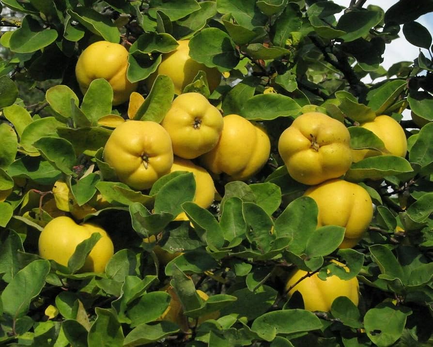 Yellow Cydonia Pome Fruit Seeds Planting Exotic - Evergrowseeds