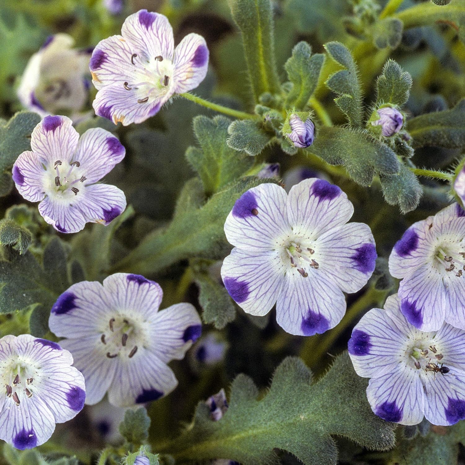 Five Spot Flower Seeds Nemophila maculata for Planting in Wildflower Patch and Garden Edge