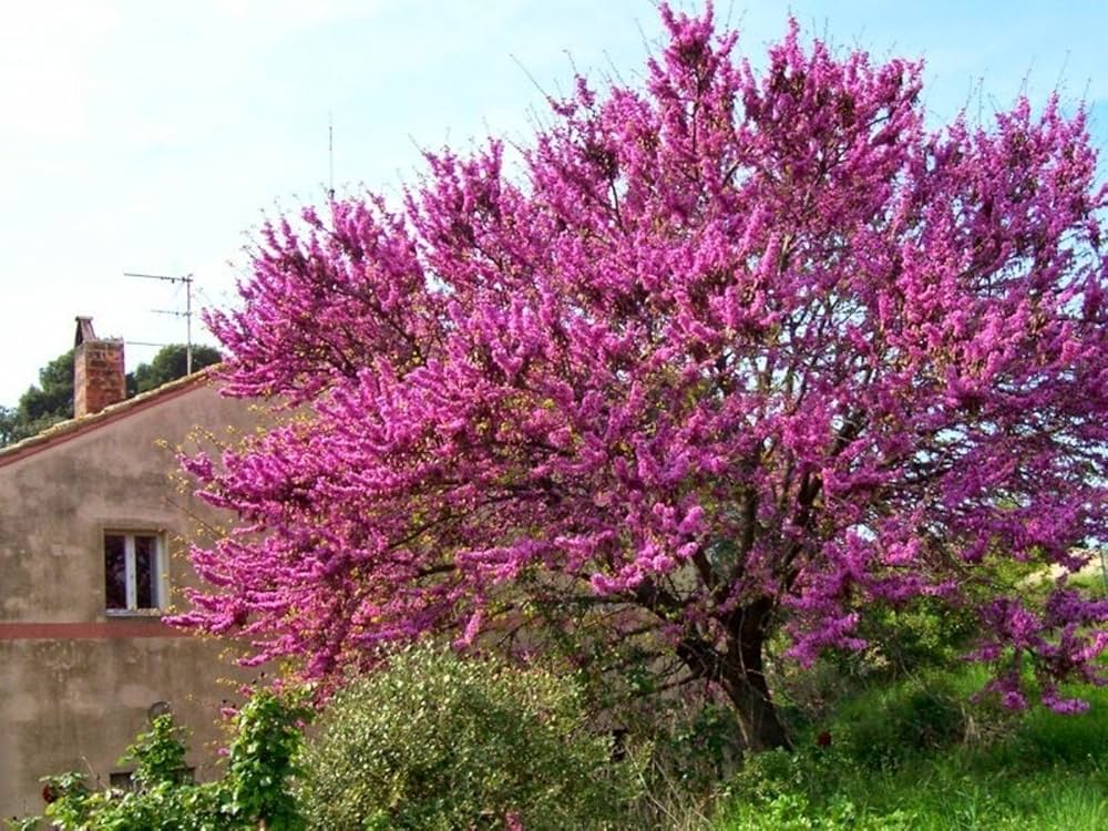 Eastern Judas Tree Seeds (Cercis Canadensis) – Hardy Tree with Beautiful Pink Blooms