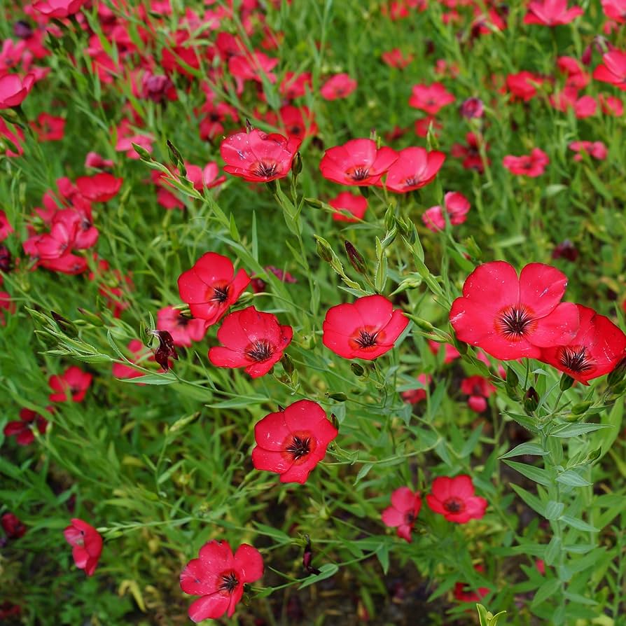 Scarlet Flax Linum grandiflorum Seeds For Planting – Flower Bed Essential