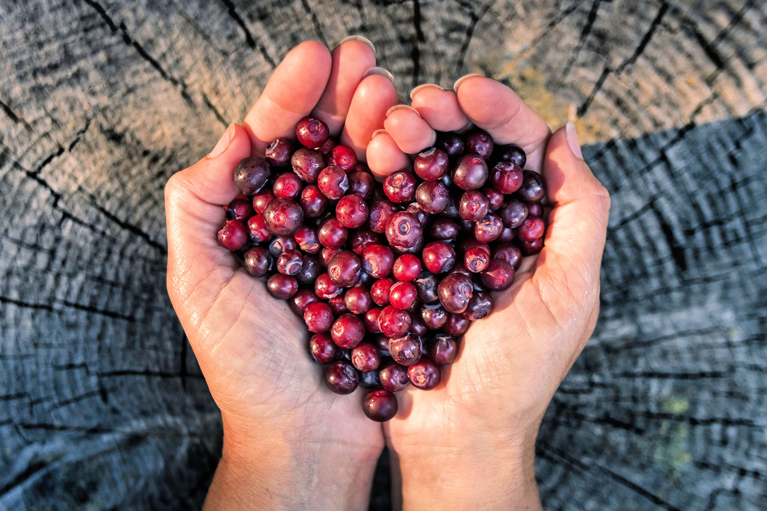 Mountain Huckleberry Bush Gaylussacia baccata Seeds for Planting in Berry Garden