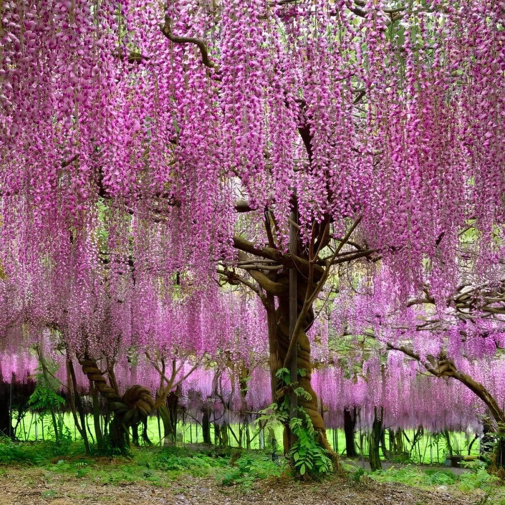 Pink Wisteria Flower seeds for Planting - Bright Blooms, Heirloom & GMO Free Seeds for Home Garden